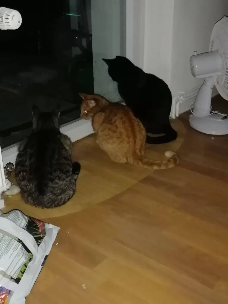 Condolence image of Tina mit Luna und Filou im Herzen
