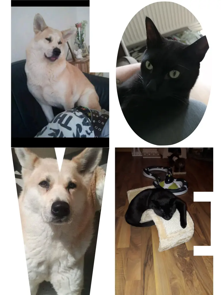 Condolence image of Tina mit Luna und Filou im 