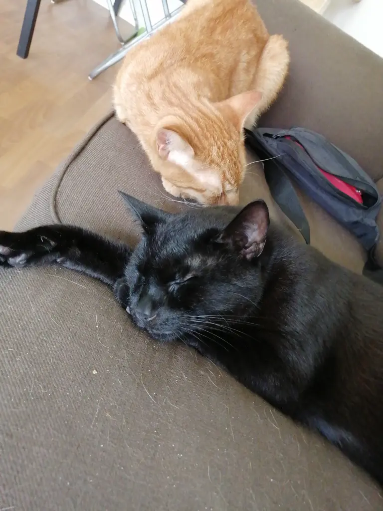 Condolence image of Tina mit Luna und Filou im Herzen 