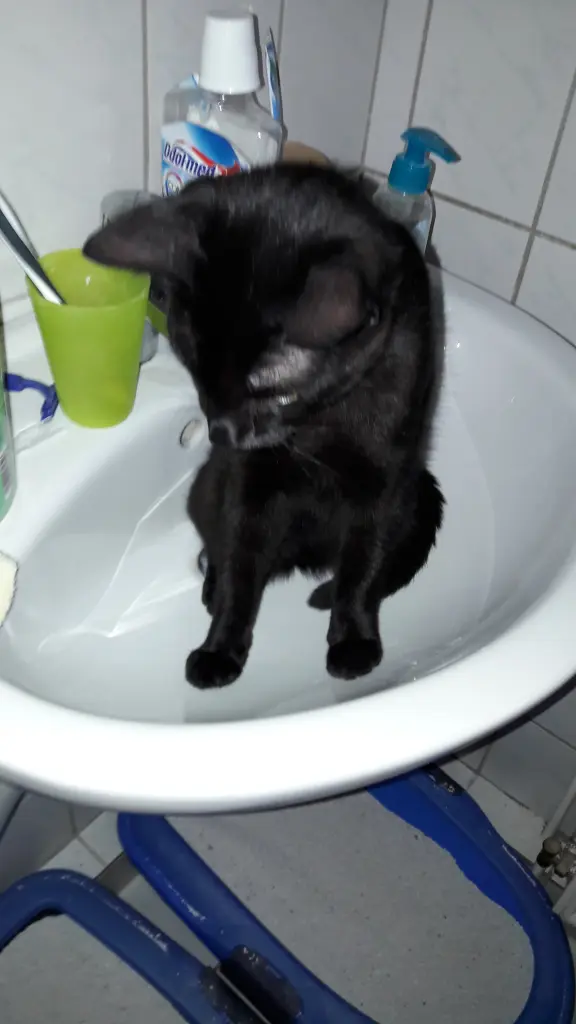 Condolence image of Tina mit Luna und Filou im Herzen 