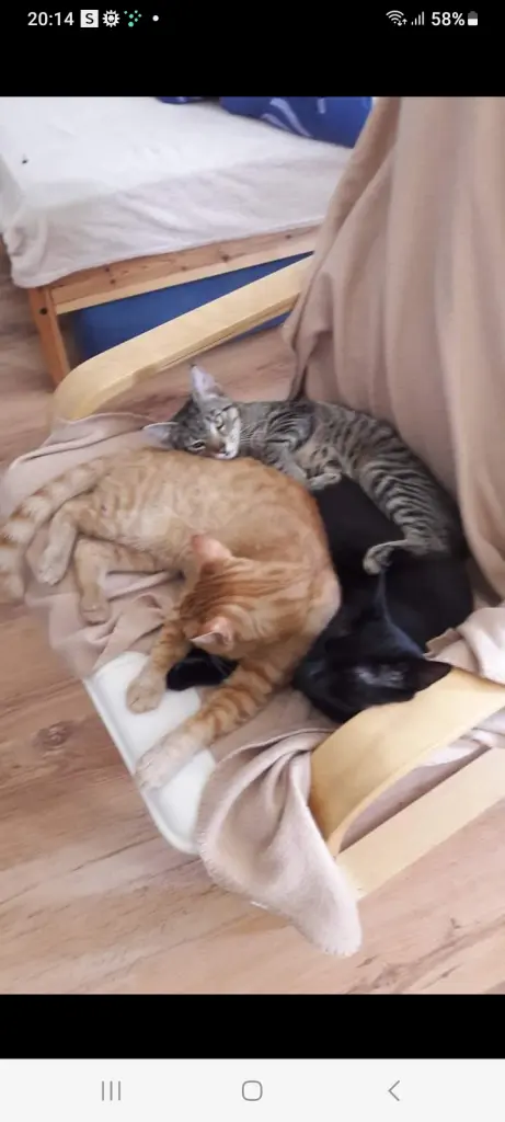 Condolence image of Tina mit Luna und Filou im Herzen 