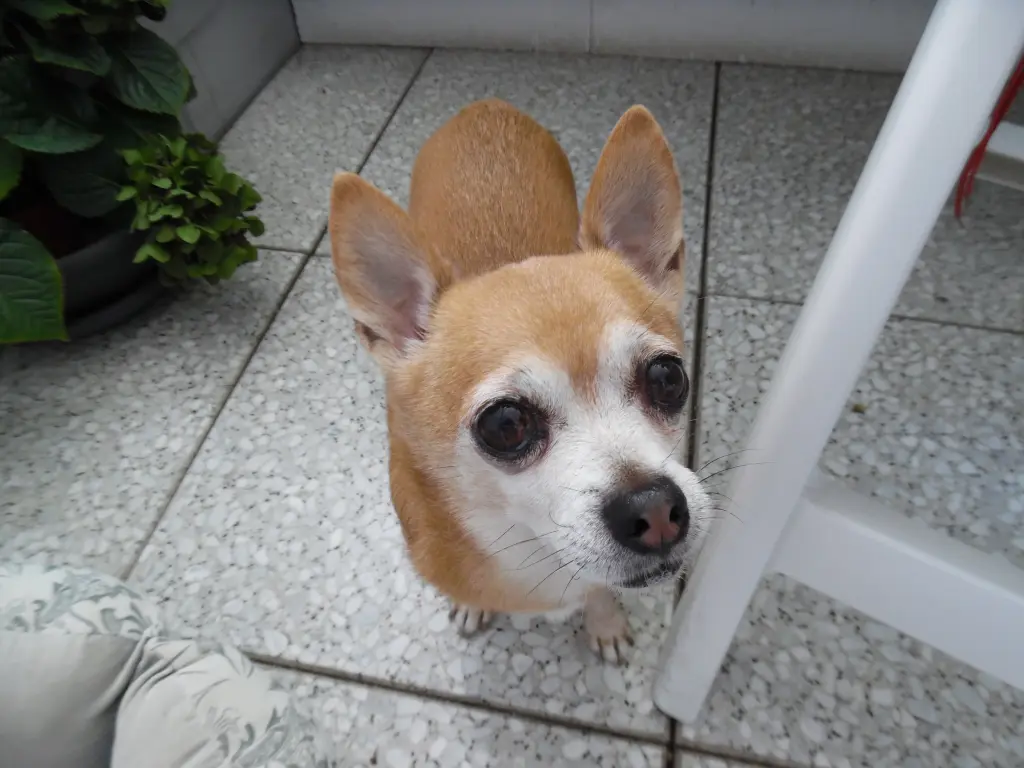 Condolence image of Irene mit Seelenpfötchen *Jimmy * ganz tief im Herzen