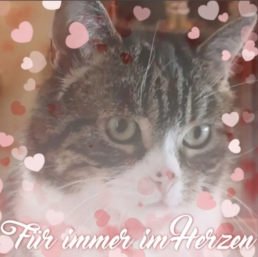 Condolence image of Andrea mit Mausi im Herzen