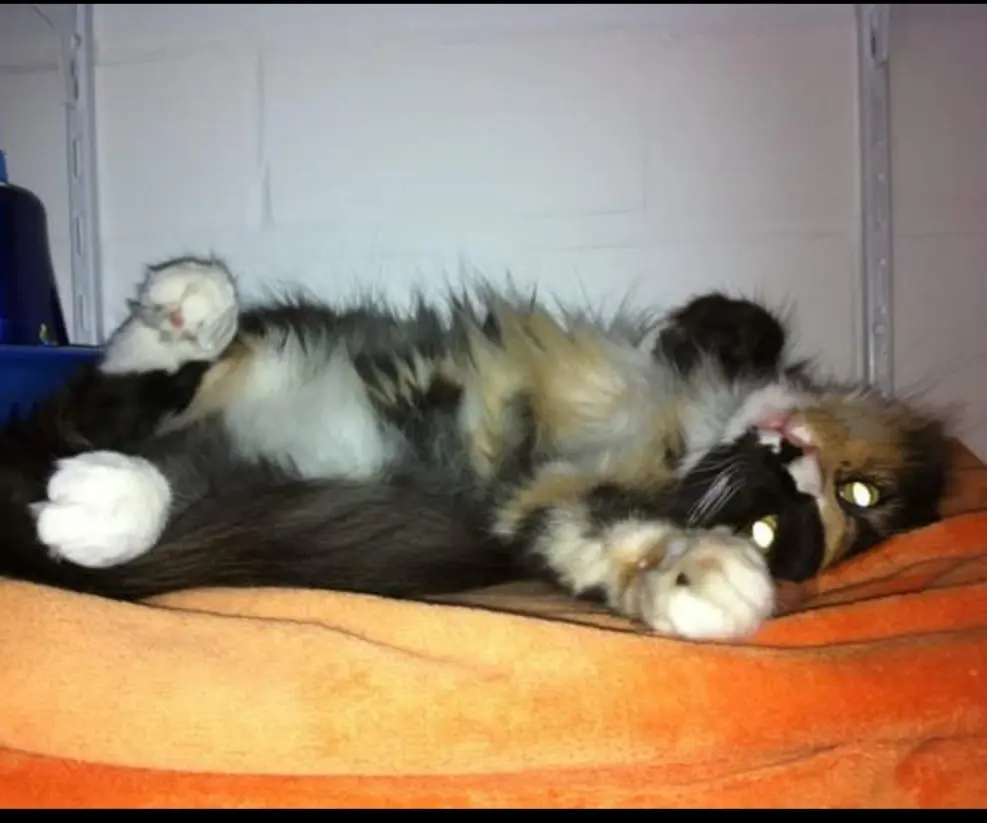 Image from Leyla