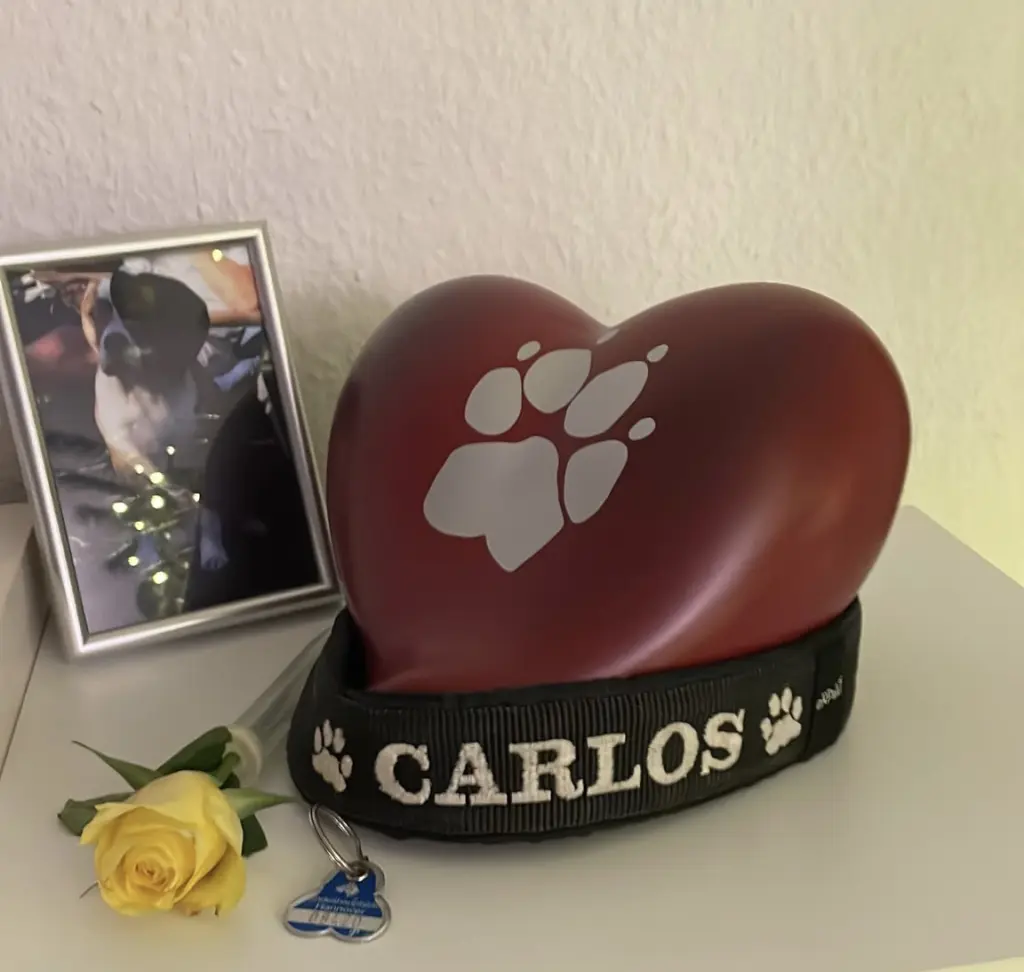 Image from Carlos