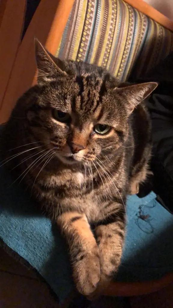 Image from Kitty