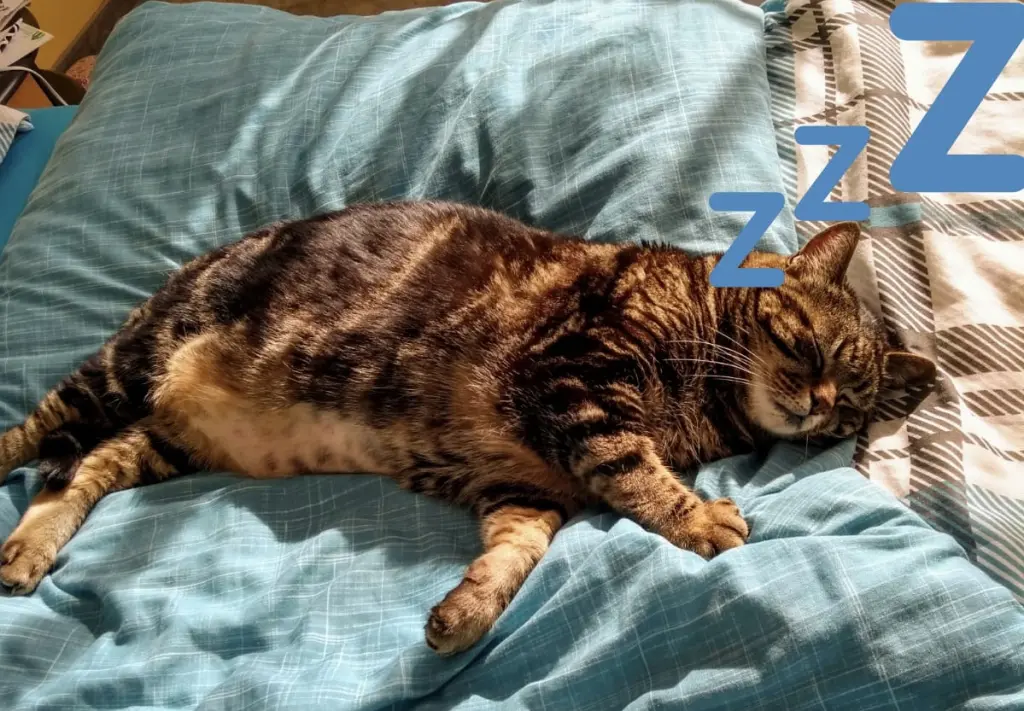 Image from Kitty