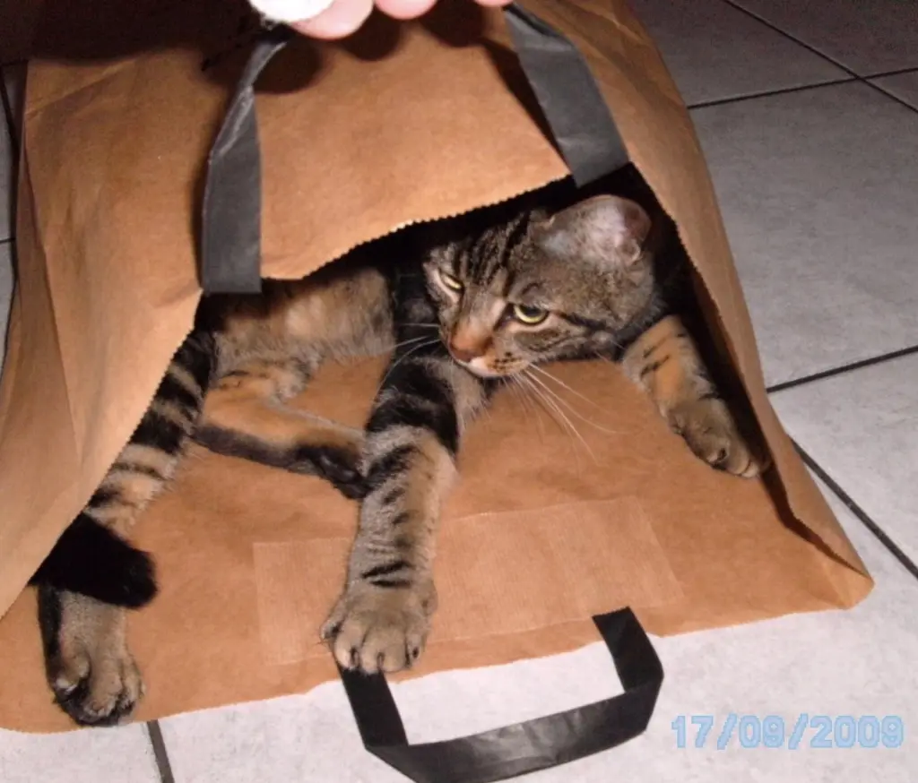 Image from Kitty