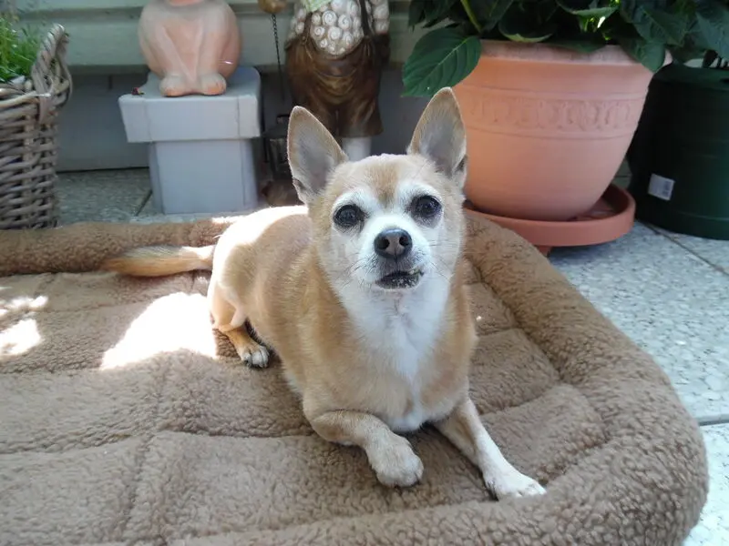 Condolence image of Irene mit Seelenhund * Jimmy * ganz tief im Herzen