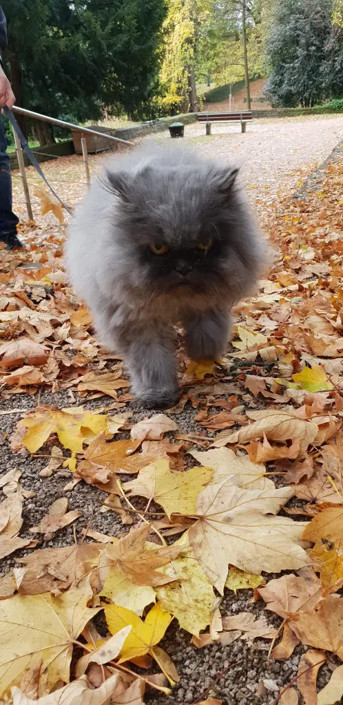 Image from Kitty