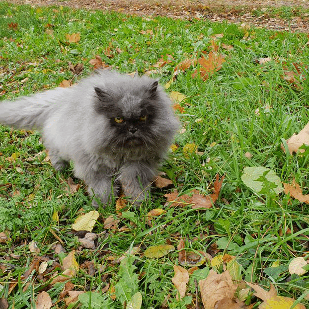 Image from Kitty