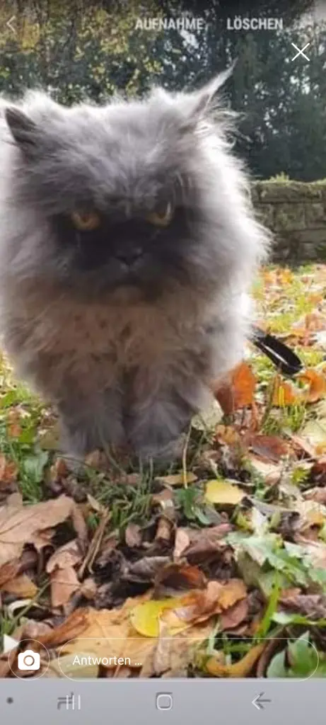 Image from Kitty
