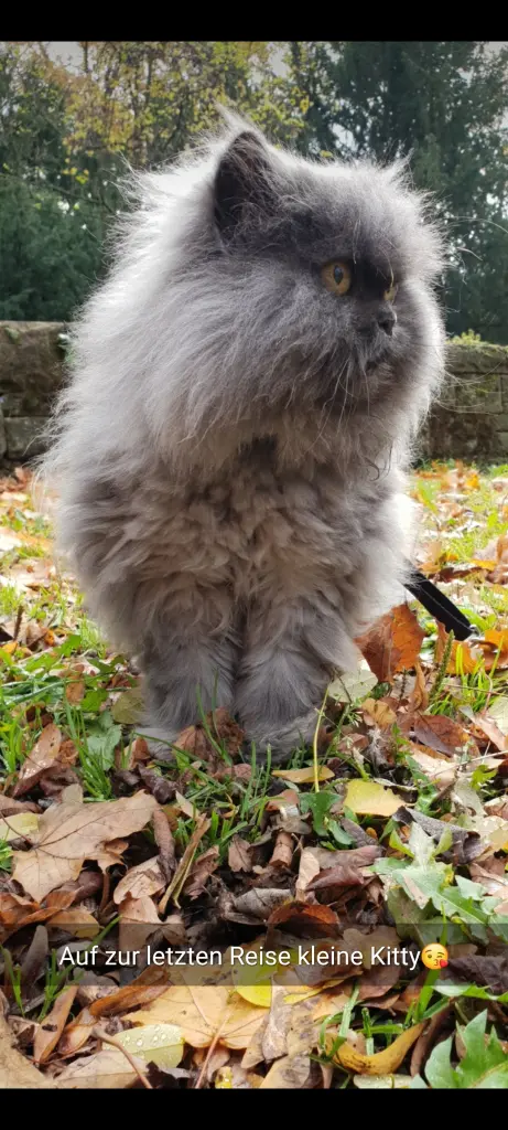 Image from Kitty