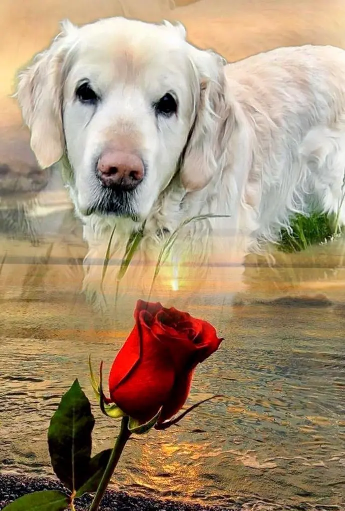 Condolence image of Steffi und Benji