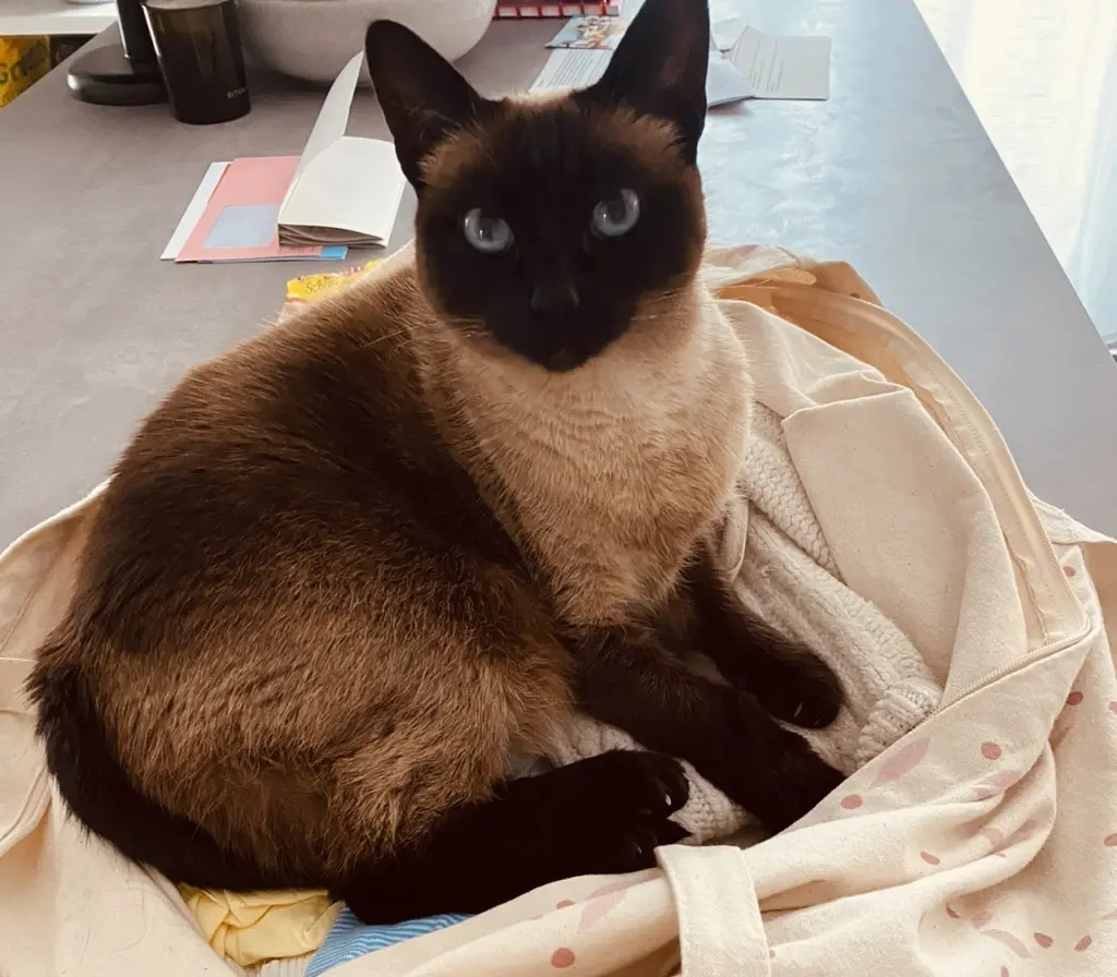 Image from Minou