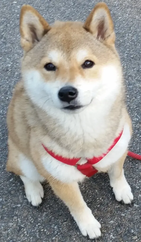 Image from Yuki