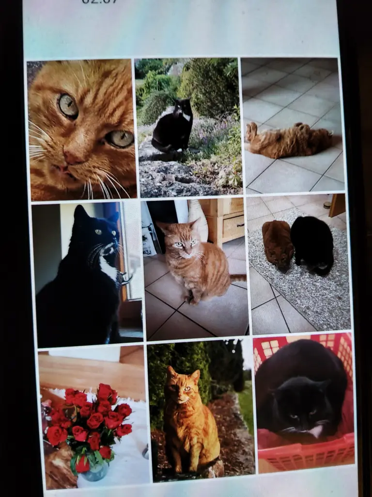 Image from Kimba und Momo