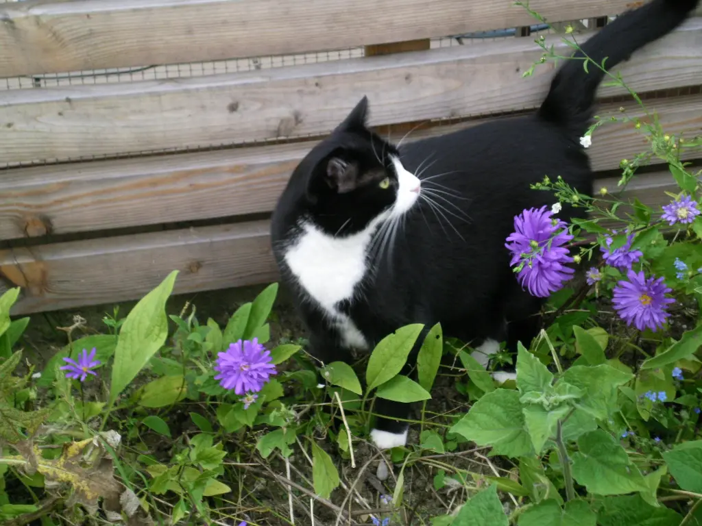 Image from Maika