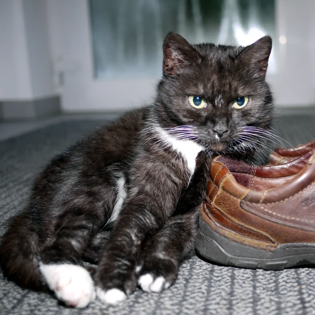 Image from Purzeline Schrödinger