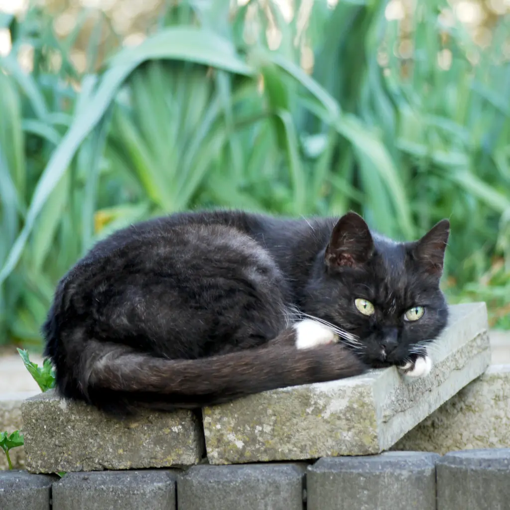 Image from Purzeline Schrödinger