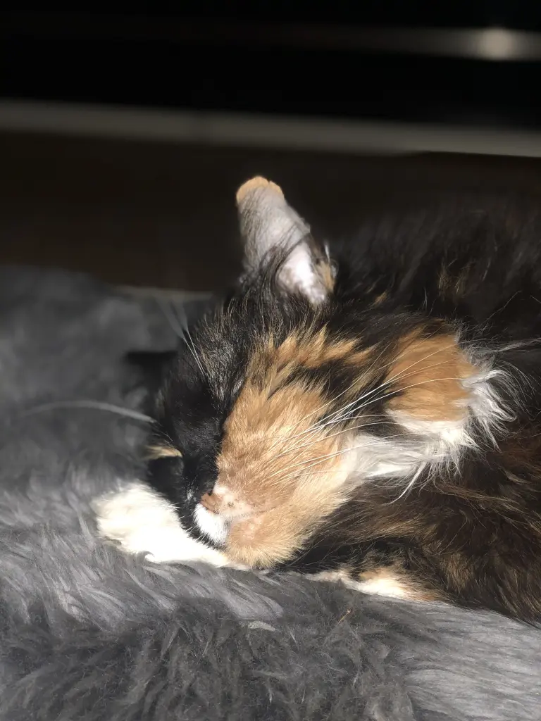 Condolence image of Sabine