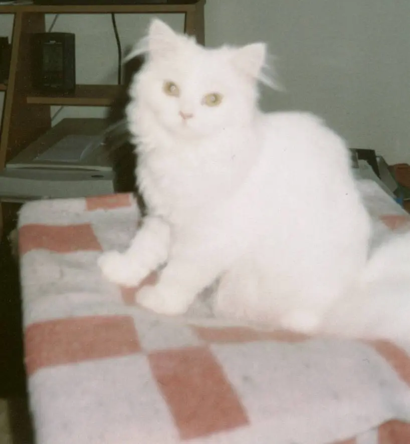 Condolence image of Moni