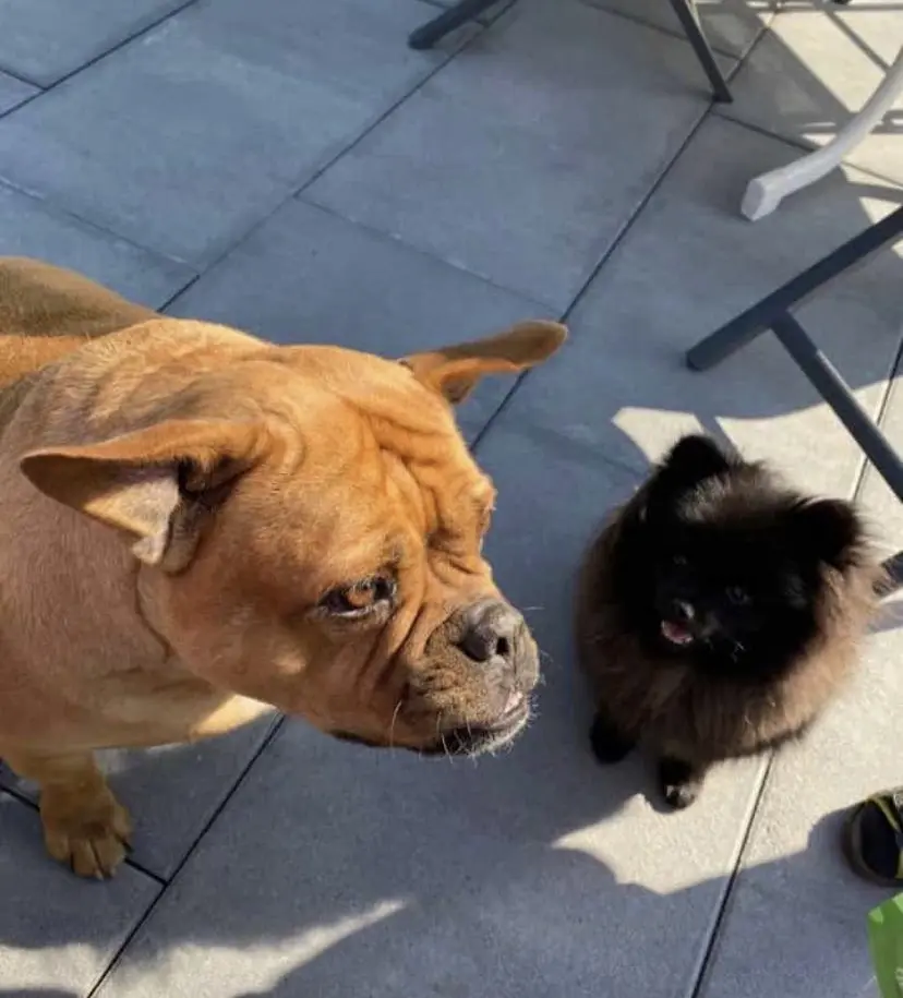 Condolence image of Roxy, Eva und Theo