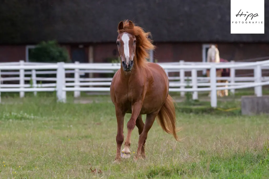 Image from Candy (Purzel)