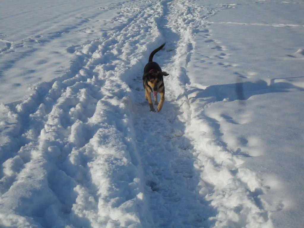 Image from Drago