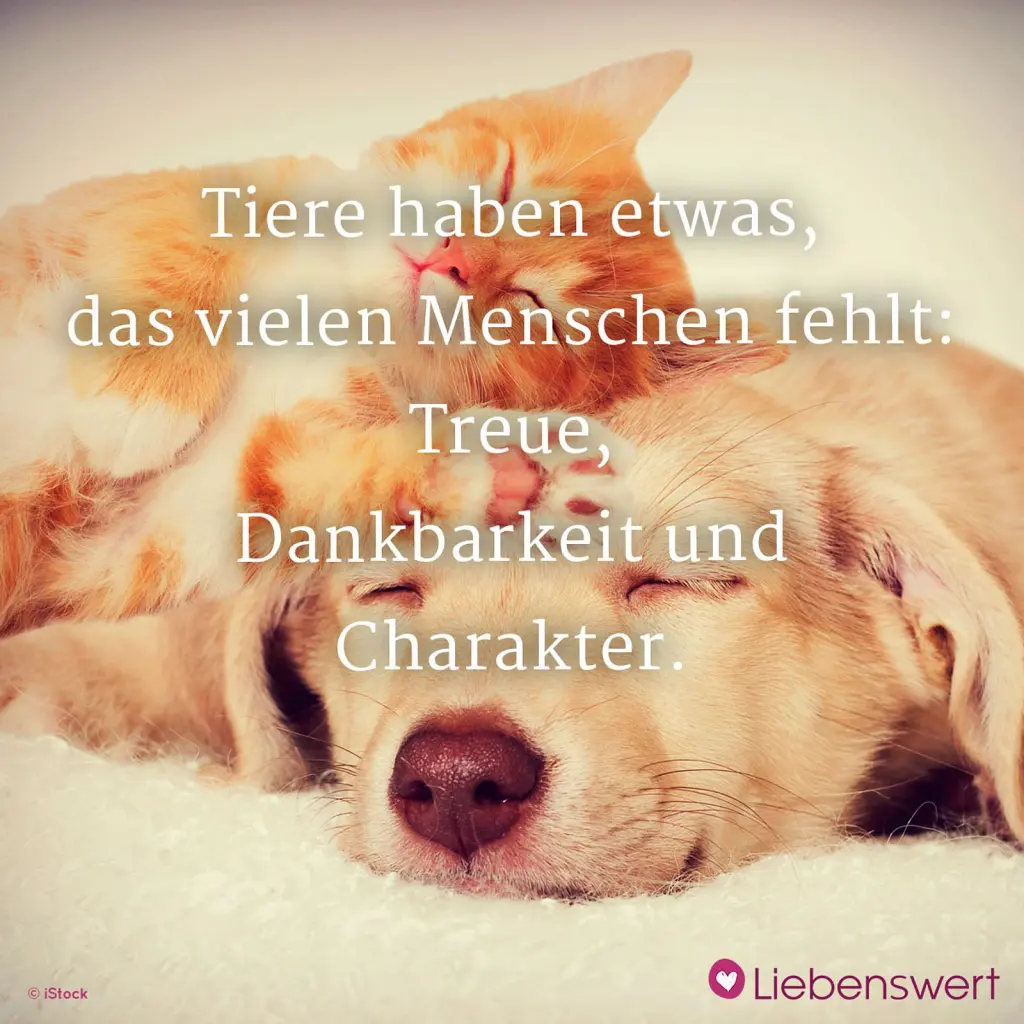 Condolence image of Ramona mit Rambo im Herzen ❤️