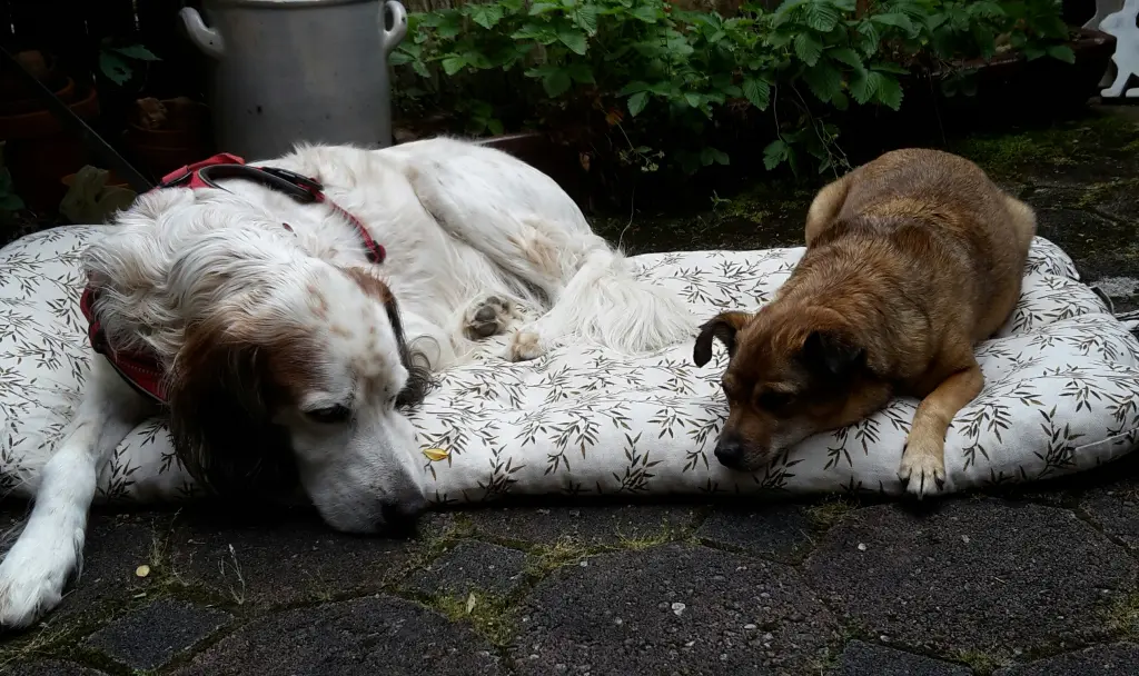 Condolence image of Irene mit Lina