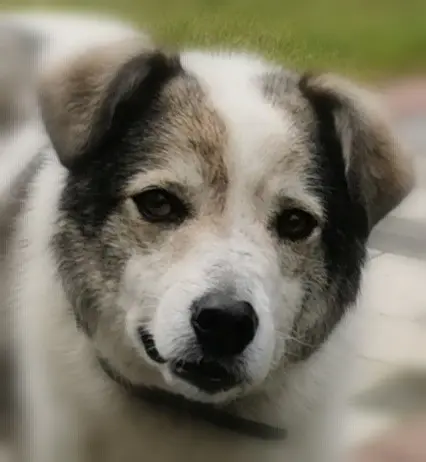 Condolence image of Trixi (Omi) und Norbi(Opi)