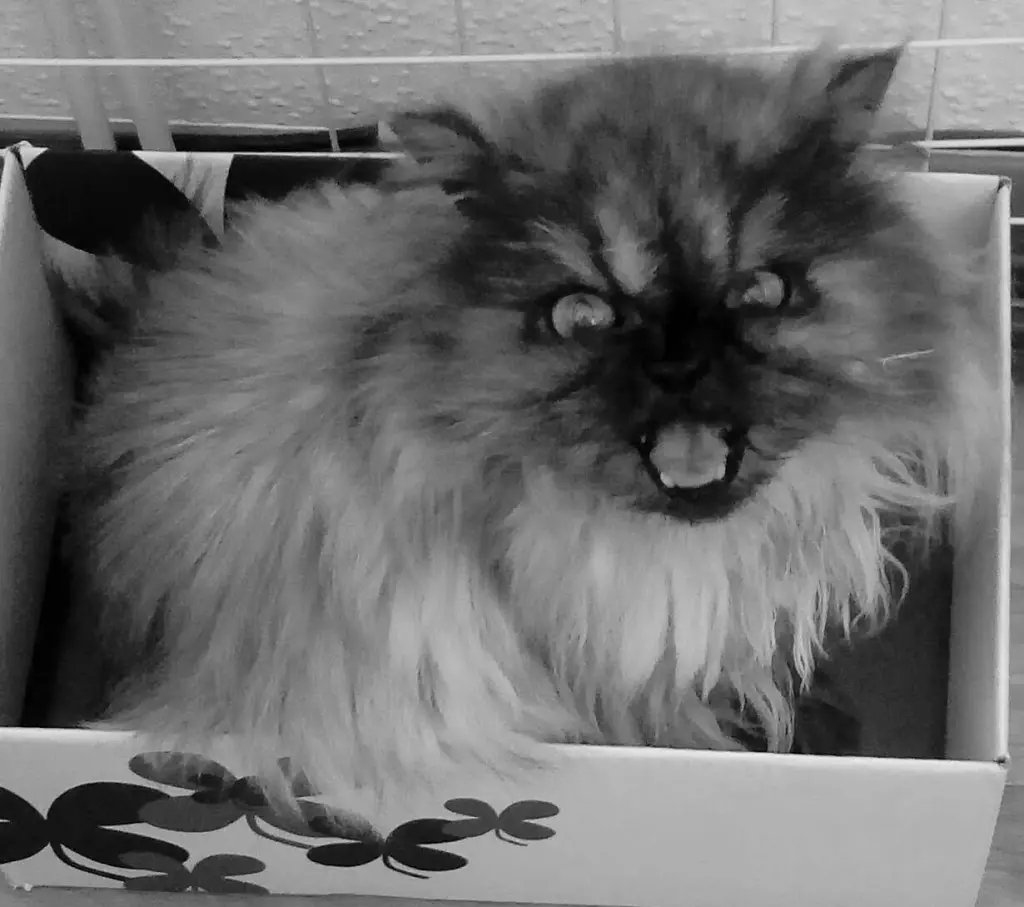 Image from Silver
