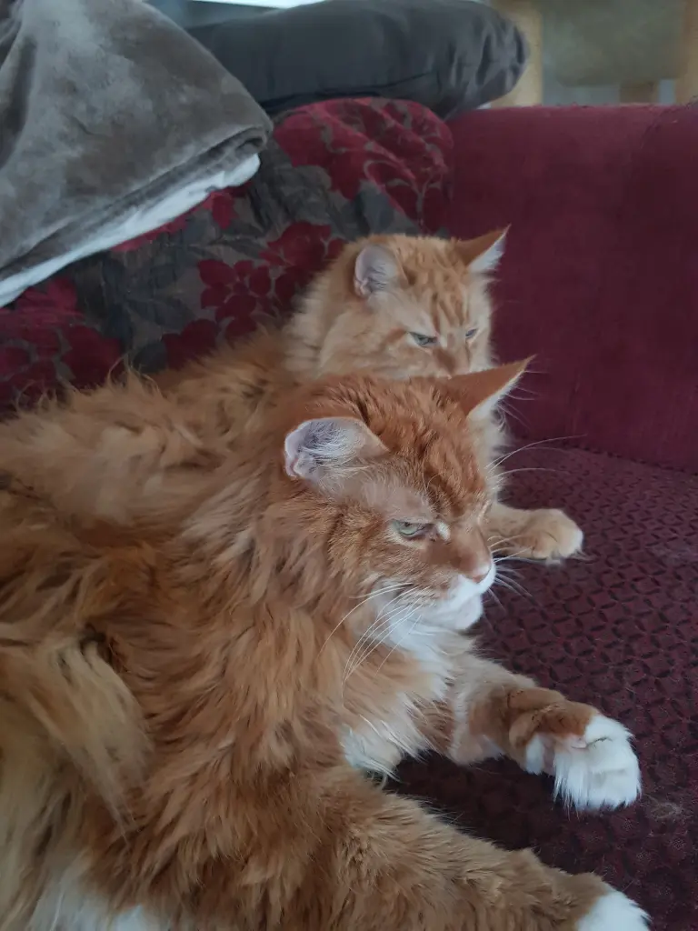 Condolence image of Anke mit Louis und Cole im Herzen