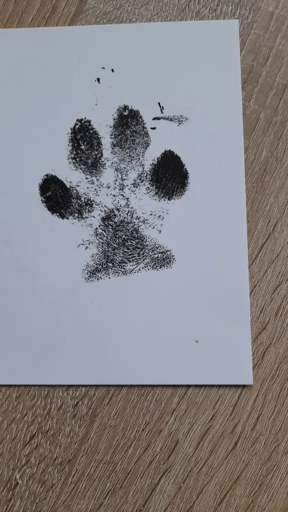 Image from Butkus