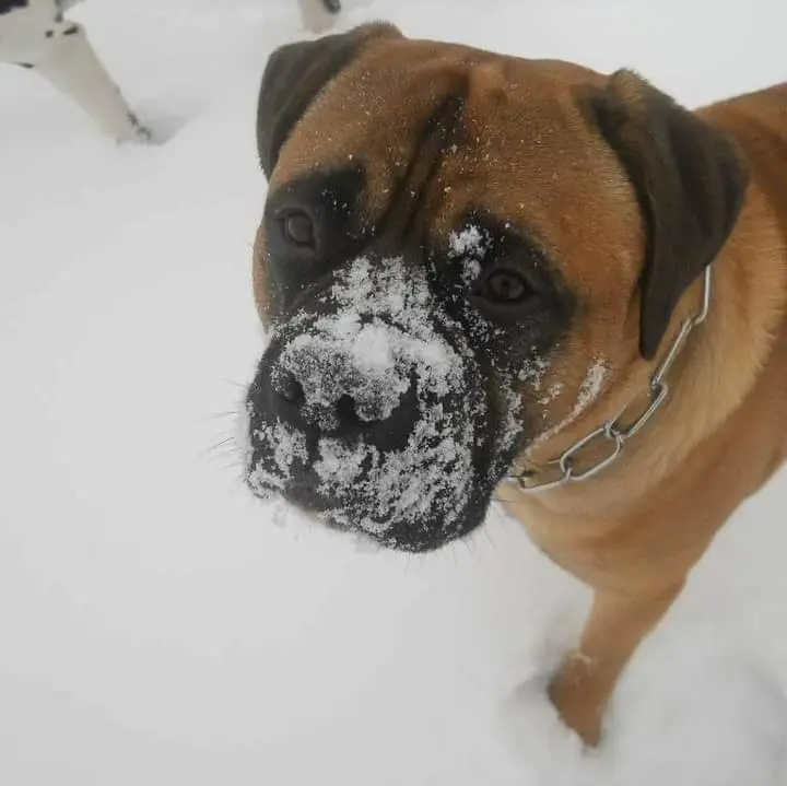Image from Butkus