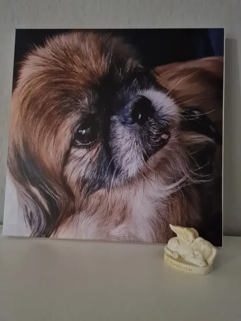 Condolence image of Anika