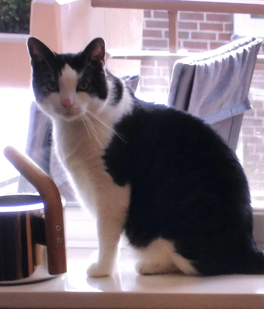 Condolence image of Petra mit Timmy im Herzen(+8.1.2020)