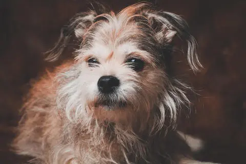 Image from Maya