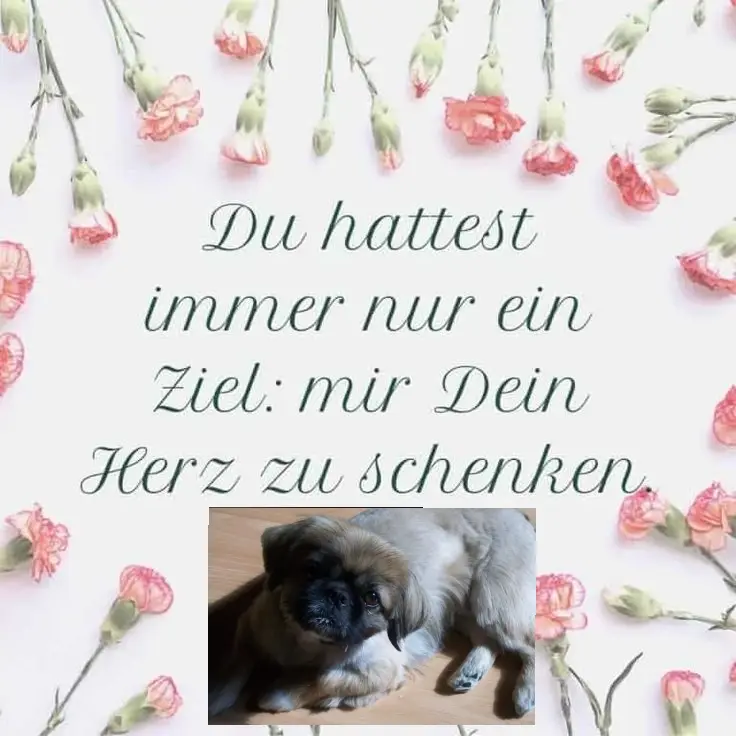 Condolence image of Anika mit Pascha im Herzen 