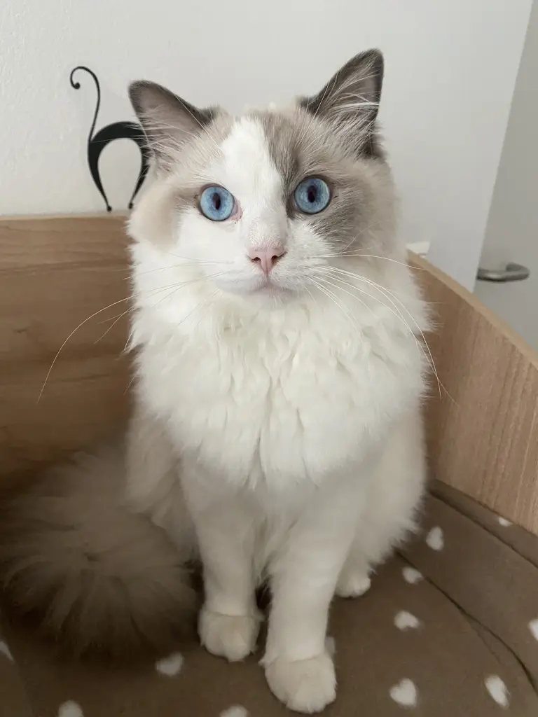 Image from Finn