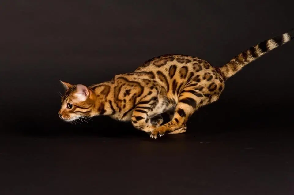Image from Evo - Evolution of Dressycats
