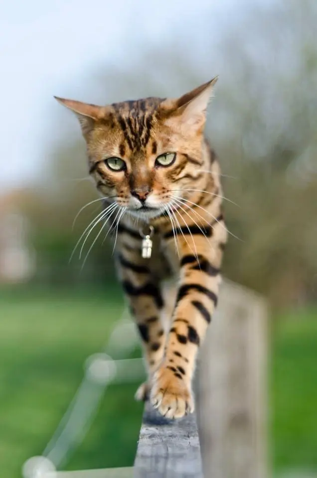 Image from Evo - Evolution of Dressycats