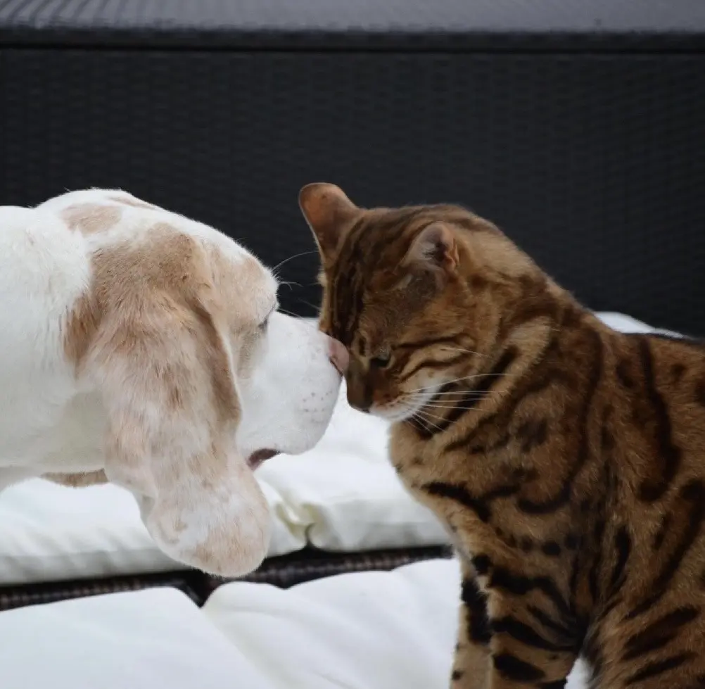 Image from Evo - Evolution of Dressycats