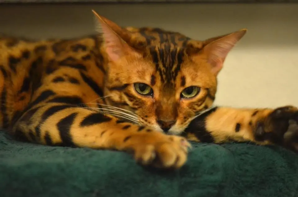 Image from Evo - Evolution of Dressycats