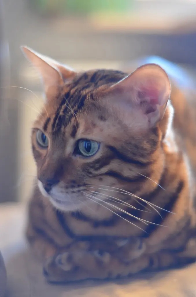 Image from Evo - Evolution of Dressycats