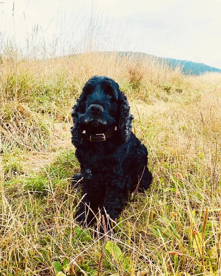 Image from Marley