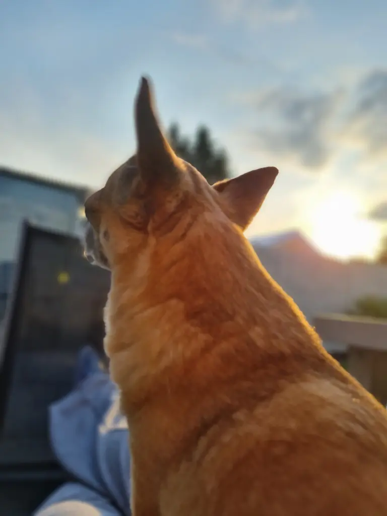Image from Alfi