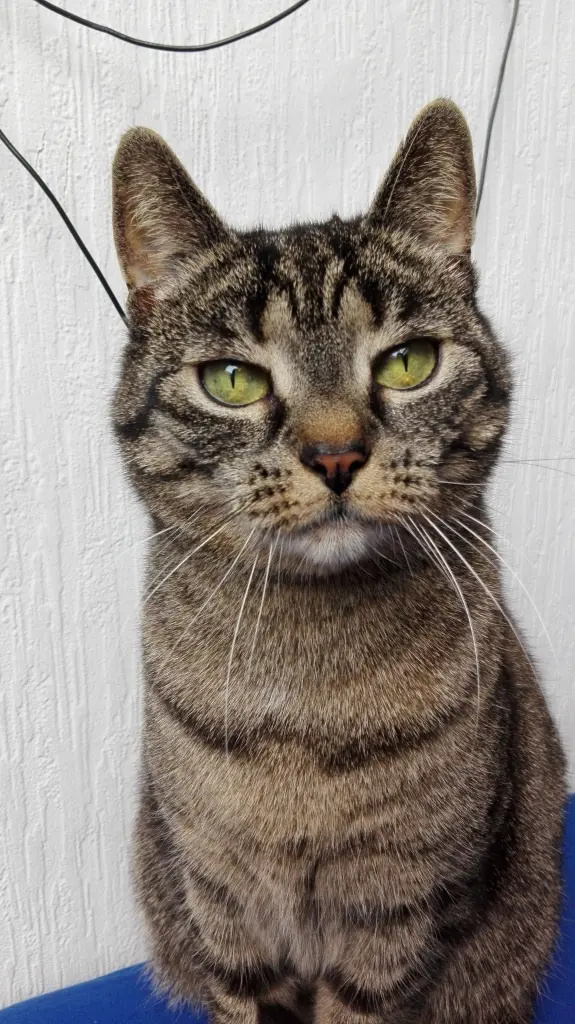 Image from Tigger
