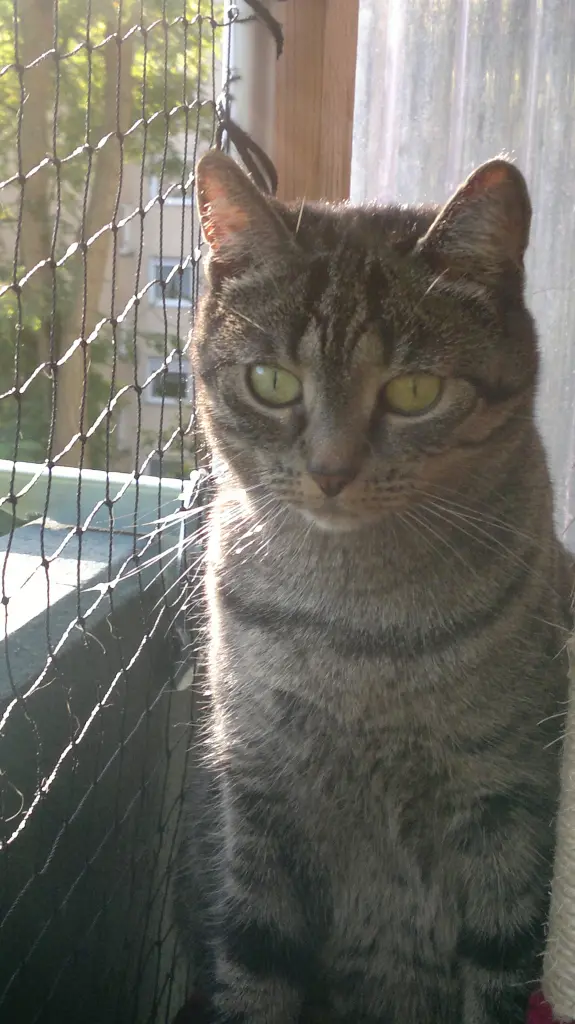 Image from Tigger